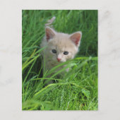 Cuteness Briefkaart (Voorkant)