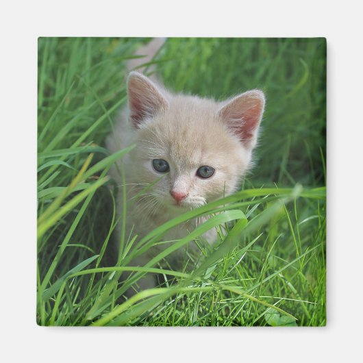 Cuteness Magneet (Voorkant)