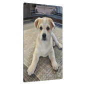 Cuteness Puppy Overload Klembord (Rechts)