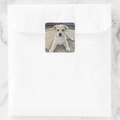 Cuteness Puppy Overload Sticker (Tas)