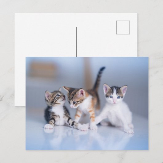 Cutest Baby Animals | 3 Tabby Kittens Briefkaart (Voorkant / Achterkant)