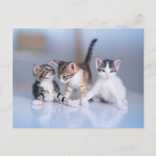 Cutest Baby Animals | 3 Tabby Kittens Briefkaart (Voorkant)