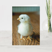 Cutest Baby Animals | Baby Chick Kaart (Voorkant)
