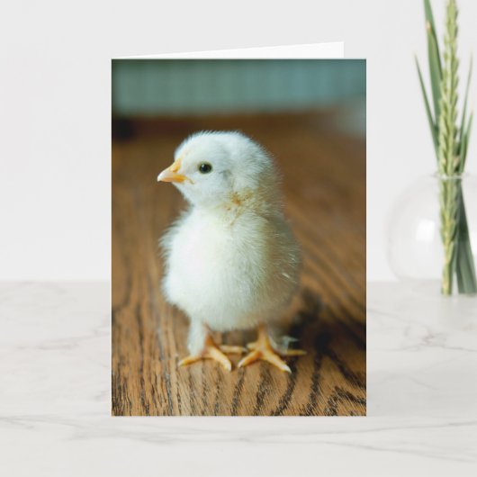 Cutest Baby Animals | Baby Chick Kaart (Voorkant)