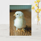 Cutest Baby Animals | Baby Chick Kaart (Gele Bloem)