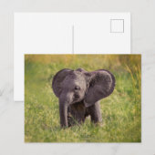 Cutest Baby Animals | Baby Elephant Kenya Africa Briefkaart (Voorkant / Achterkant)