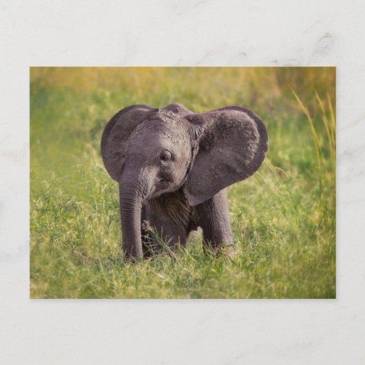 Cutest Baby Animals | Baby Elephant Kenya Africa Briefkaart (Voorkant)