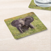 Cutest Baby Animals | Baby Elephant Kenya Africa Kartonnen Onderzetters (Schuin)