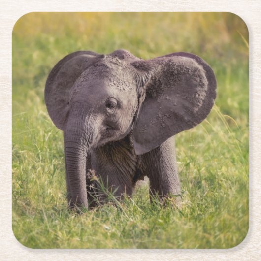 Cutest Baby Animals | Baby Elephant Kenya Africa Kartonnen Onderzetters (Voorkant)