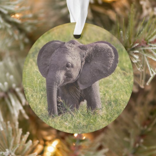 Cutest Baby Animals | Baby Elephant Kenya Africa Ornament (Boom)
