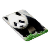 Cutest Baby Animals | Baby Panda Bear Magneet (Rechterzijde)