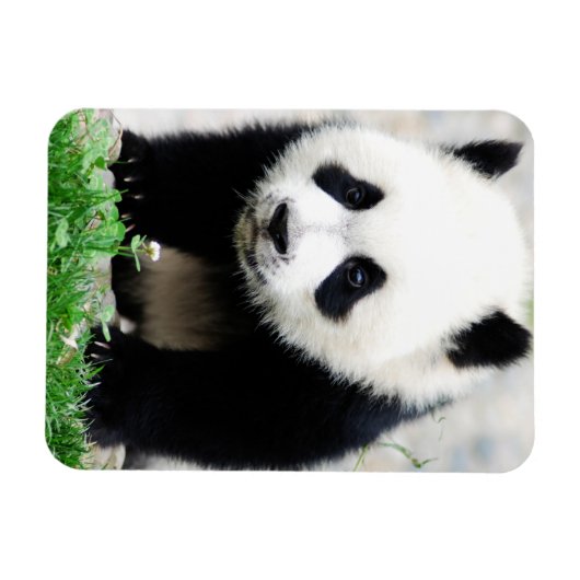 Cutest Baby Animals | Baby Panda Bear Magneet (Horizontaal)