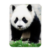 Cutest Baby Animals | Baby Panda Bear Magneet (Verticaal)