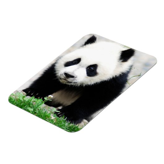 Cutest Baby Animals | Baby Panda Bear Magneet (Linkerzijde)