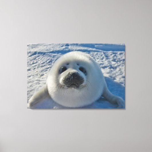 Cutest Baby Animals | Baby Seal Canvas Afdruk (Voorkant)