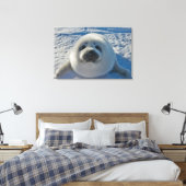 Cutest Baby Animals | Baby Seal Canvas Afdruk (Insitu (Slaapkamer))