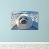 Cutest Baby Animals | Baby Seal Canvas Afdruk (Insitu (Houten vloer))