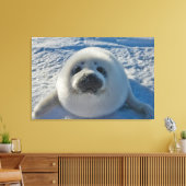 Cutest Baby Animals | Baby Seal Canvas Afdruk (Insitu (Woonkamer))