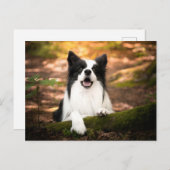 Cutest Baby Animals | Black & White Border Collie Briefkaart (Voorkant / Achterkant)