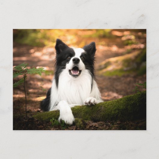 Cutest Baby Animals | Black & White Border Collie Briefkaart (Voorkant)