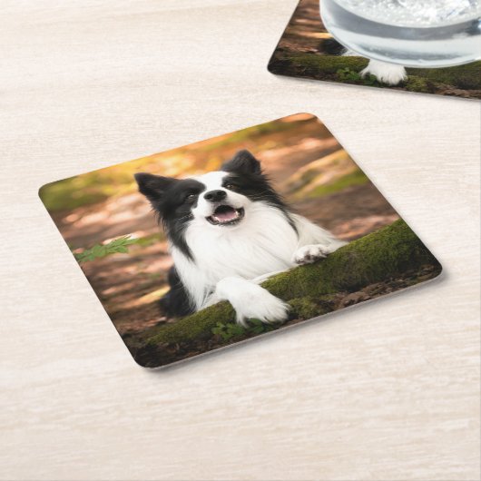 Cutest Baby Animals | Black & White Border Collie Kartonnen Onderzetters (Schuin)