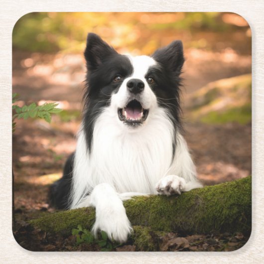 Cutest Baby Animals | Black & White Border Collie Kartonnen Onderzetters (Voorkant)