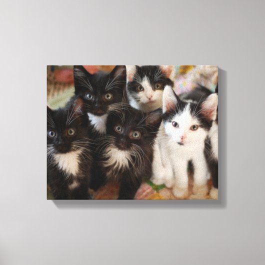 Cutest Baby Animals | Black & White Kittens Canvas Afdruk (Voorkant)