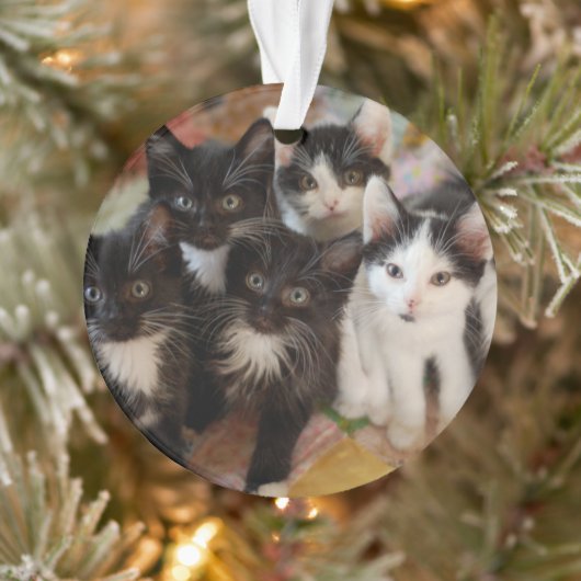 Cutest Baby Animals | Black & White Kittens Ornament (Boom)