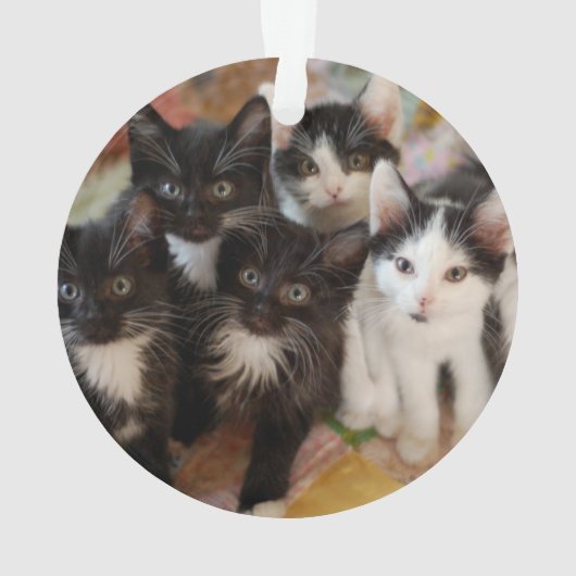 Cutest Baby Animals | Black & White Kittens Ornament (achterkant)