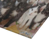 Cutest Baby Animals | Black & White Kittens Snijplank (Hoek)