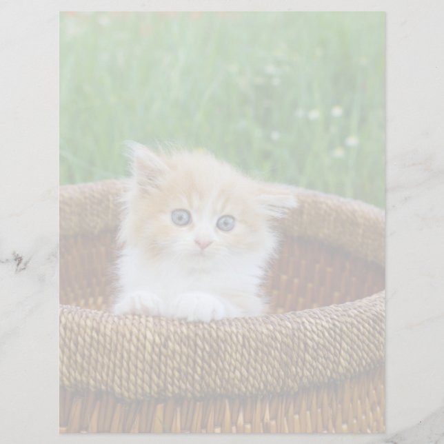 Cutest Baby Animals | Blue Eyed Kitten (Voorkant)