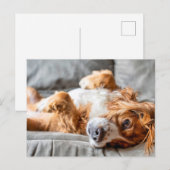 Cutest Baby Animals | Cocker Spaniel Briefkaart (Voorkant / Achterkant)