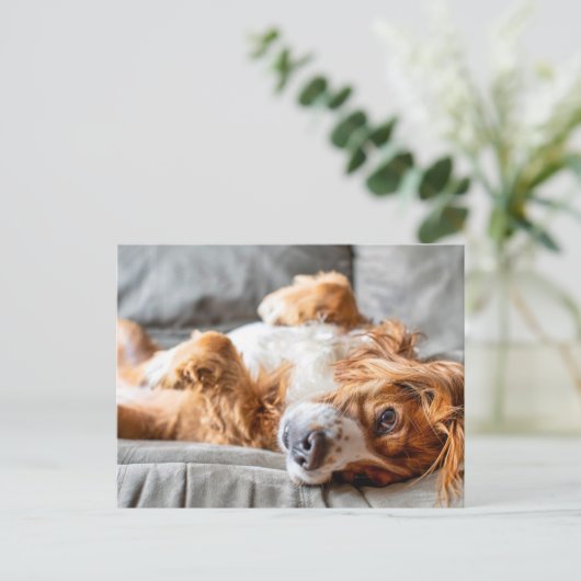 Cutest Baby Animals | Cocker Spaniel Briefkaart (Staand voorkant)