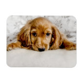 Cutest Baby Animals | Cocker Spaniel Puppy Magneet (Horizontaal)