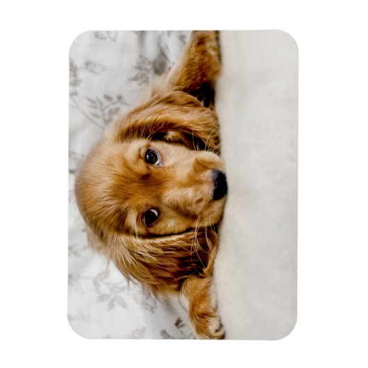 Cutest Baby Animals | Cocker Spaniel Puppy Magneet (Verticaal)
