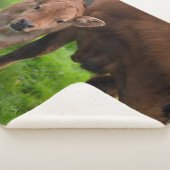 Cutest Baby Animals | Cow & Calf Sherpa Deken (3/4)