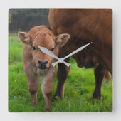 Cutest Baby Animals | Cow & Calf Vierkante Klok (Voorkant)