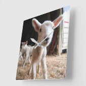 Cutest Baby Animals | Cute Lamb in a Farm Vierkante Klok (Hoek)