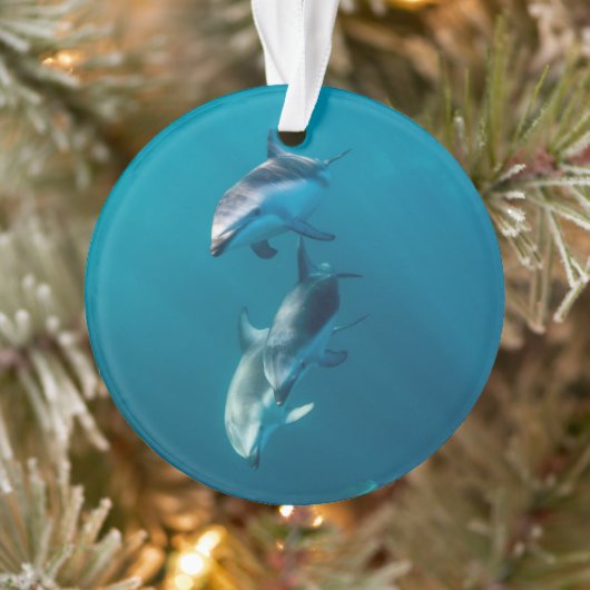 Cutest Baby Animals | Dolphin Family Ornament (Boom)