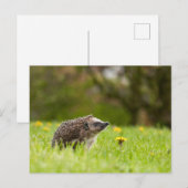 Cutest Baby Animals | European Hedgehog Briefkaart (Voorkant / Achterkant)