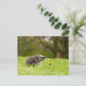 Cutest Baby Animals | European Hedgehog Briefkaart (Staand voorkant)