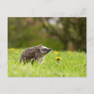 Cutest Baby Animals   European Hedgehog Briefkaart
