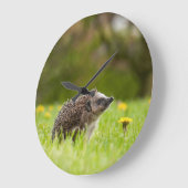 Cutest Baby Animals | European Hedgehog Grote Klok (Hoek)