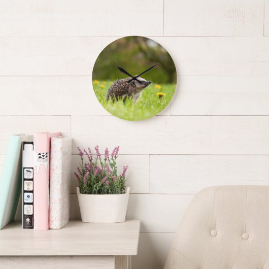 Cutest Baby Animals | European Hedgehog Grote Klok (Leeskamer)
