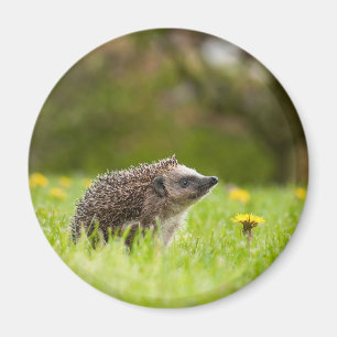 Cutest Baby Animals European Hedgehog Magneet