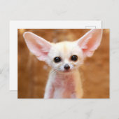 Cutest Baby Animals | Fennec Fox Briefkaart (Voorkant / Achterkant)