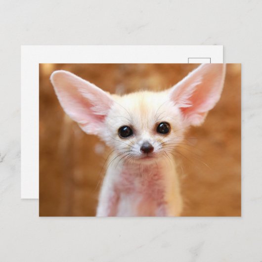 Cutest Baby Animals | Fennec Fox Briefkaart (Voorkant / Achterkant)