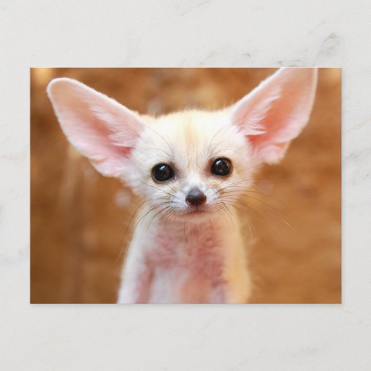 Cutest Baby Animals | Fennec Fox Briefkaart (Voorkant)