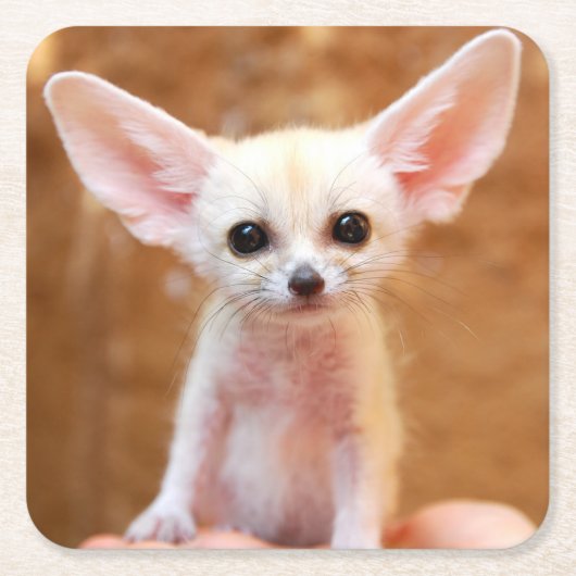 Cutest Baby Animals | Fennec Fox Kartonnen Onderzetters (Voorkant)