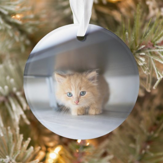 Cutest Baby Animals | Fluffy Orange Kitten Ornament (Boom)